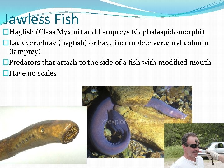 Jawless Fish �Hagfish (Class Myxini) and Lampreys (Cephalaspidomorphi) �Lack vertebrae (hagfish) or have incomplete