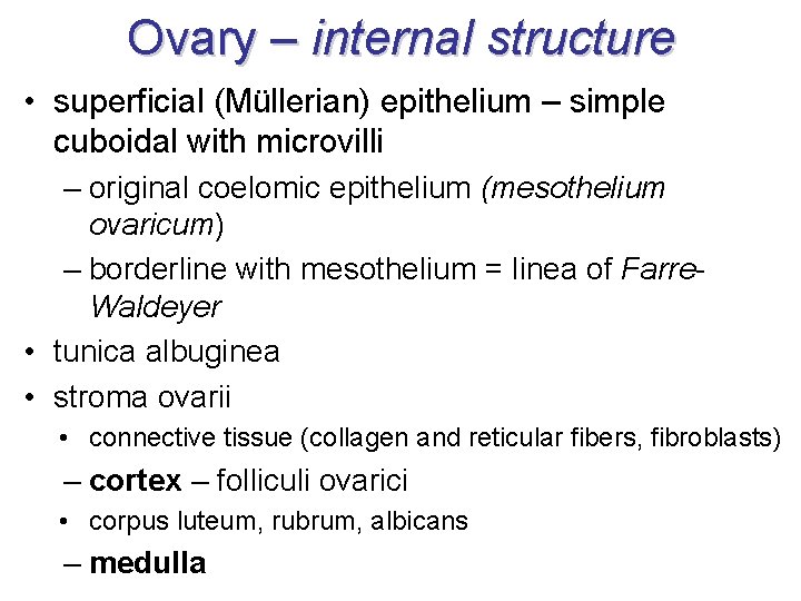 Ovary – internal structure • superficial (Müllerian) epithelium – simple cuboidal with microvilli –