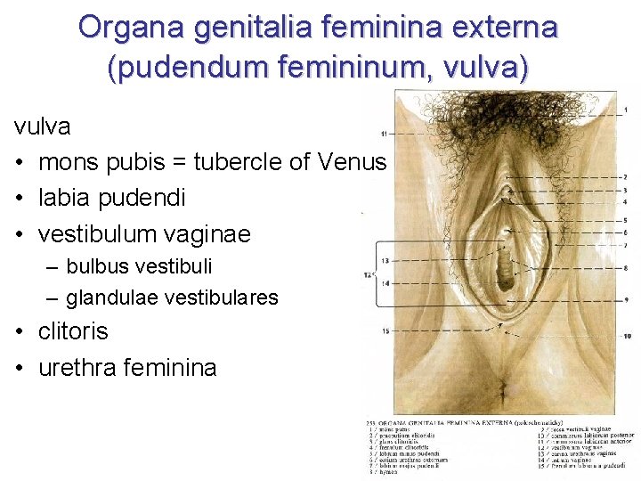 Organa genitalia feminina externa (pudendum femininum, vulva) vulva • mons pubis = tubercle of