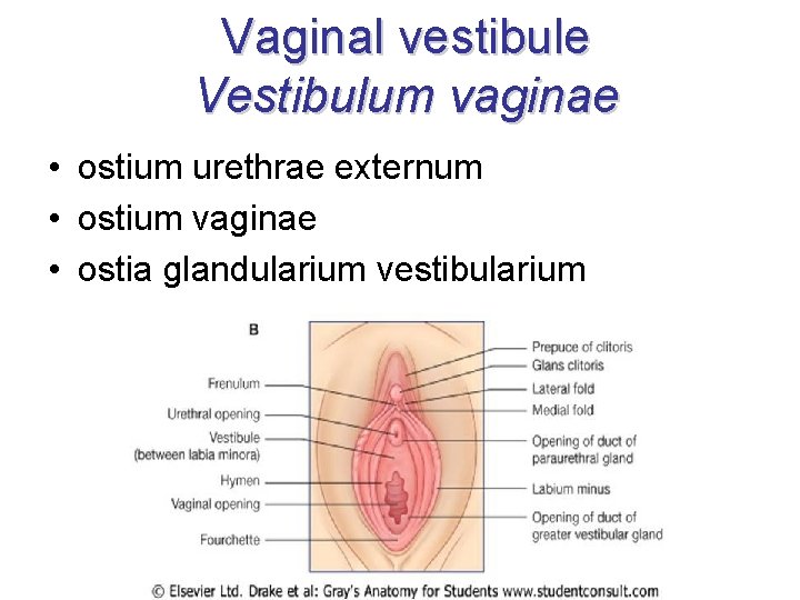 Vaginal vestibule Vestibulum vaginae • ostium urethrae externum • ostium vaginae • ostia glandularium