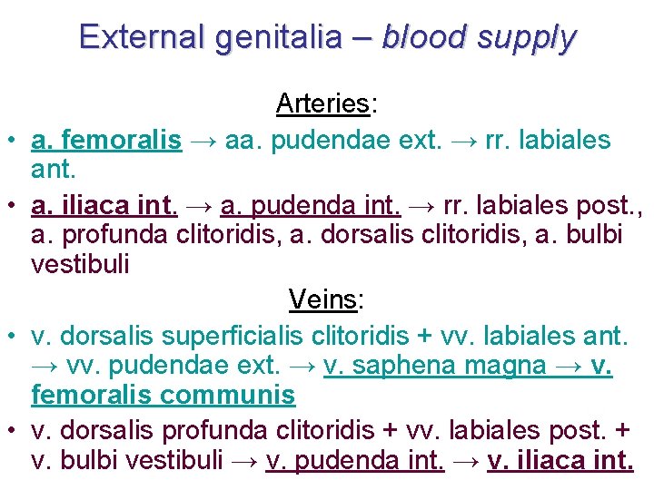 External genitalia – blood supply • • Arteries: a. femoralis → aa. pudendae ext.