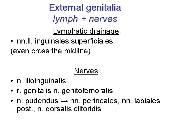 External genitalia lymph + nerves Lymphatic drainage: • nn. ll. inguinales superficiales (even cross