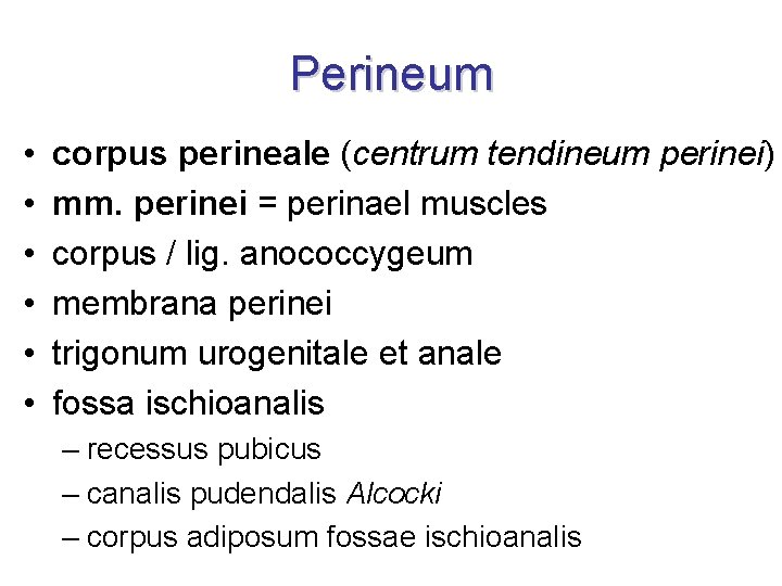 Perineum • • • corpus perineale (centrum tendineum perinei) mm. perinei = perinael muscles