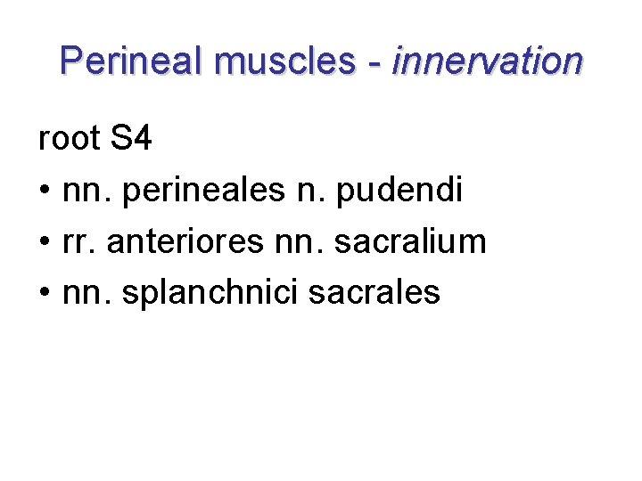 Perineal muscles - innervation root S 4 • nn. perineales n. pudendi • rr.