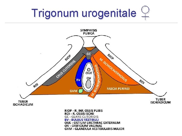 Trigonum urogenitale ♀ 