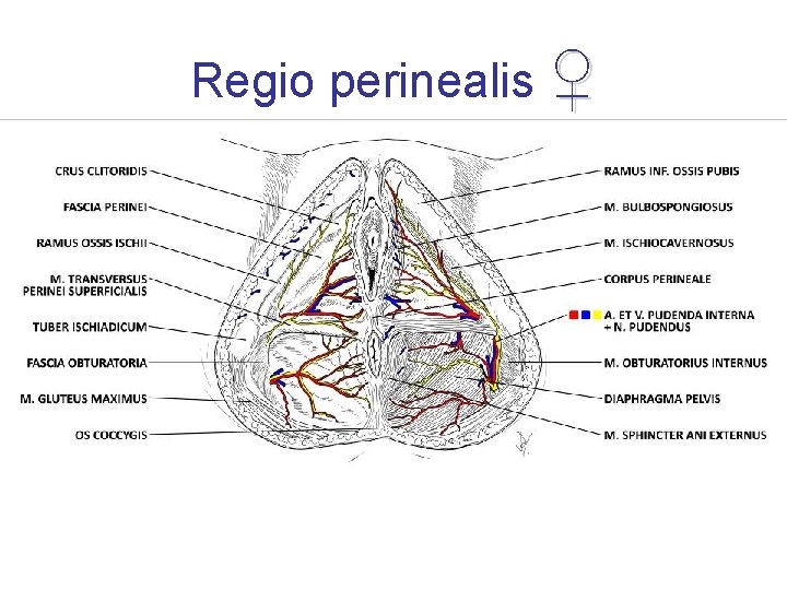 Regio perinealis ♀ 