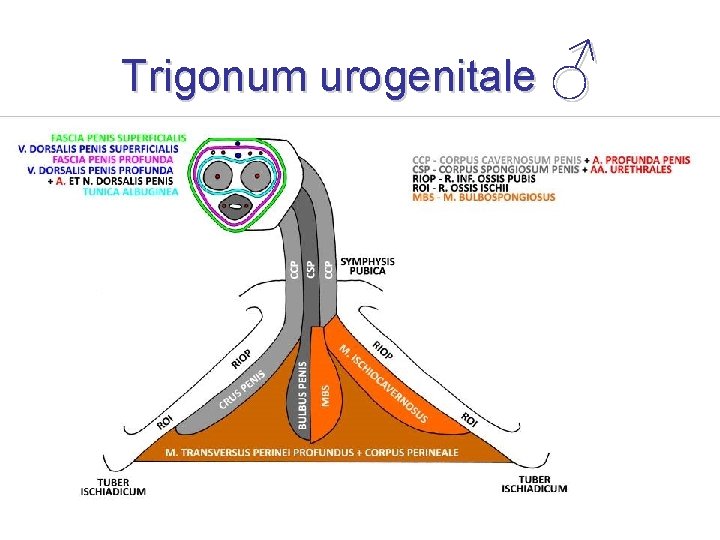 Trigonum urogenitale ♂ 