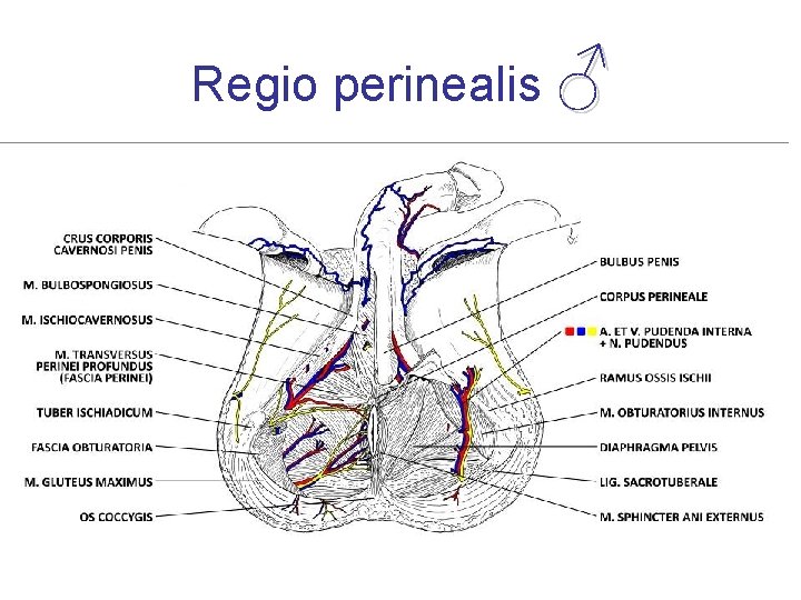 Organele genitale externe ale bărbatului | Zanzu, Penis masculin inserat