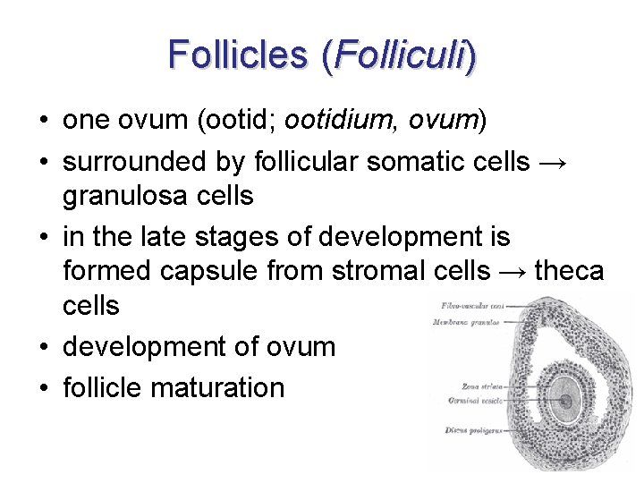 Follicles (Folliculi) • one ovum (ootid; ootidium, ovum) • surrounded by follicular somatic cells