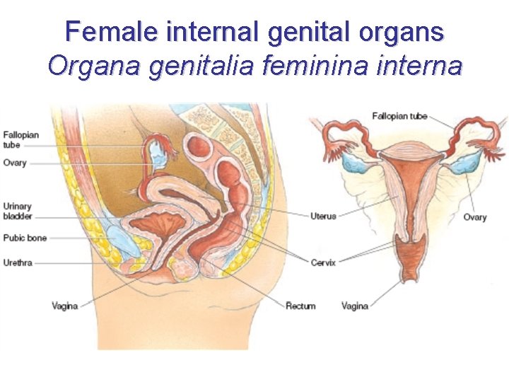 Female internal genital organs Organa genitalia feminina interna 