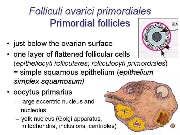 Folliculi ovarici primordiales Primordial follicles • just below the ovarian surface • one layer