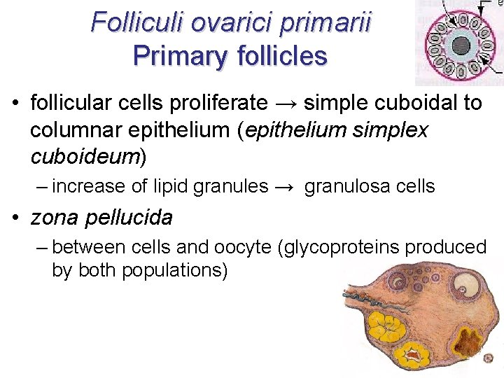 Folliculi ovarici primarii Primary follicles • follicular cells proliferate → simple cuboidal to columnar