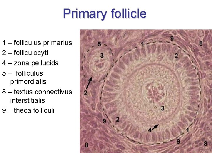 Primary follicle 1 – folliculus primarius 2 – folliculocyti 4 – zona pellucida 5