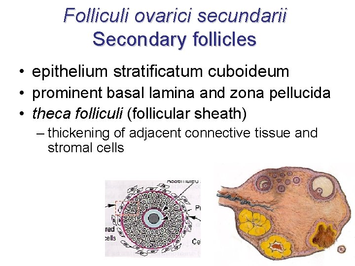 Folliculi ovarici secundarii Secondary follicles • epithelium stratificatum cuboideum • prominent basal lamina and