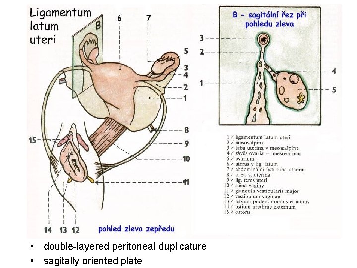  • double-layered peritoneal duplicature • sagitally oriented plate 