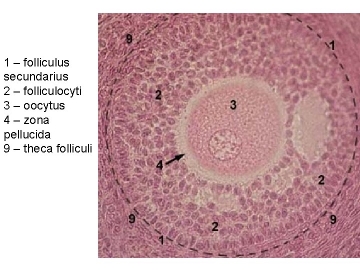 1 – folliculus secundarius 2 – folliculocyti 3 – oocytus 4 – zona pellucida