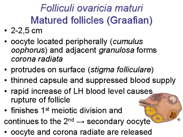 Folliculi ovaricia maturi Matured follicles (Graafian) • 2 -2, 5 cm • oocyte located