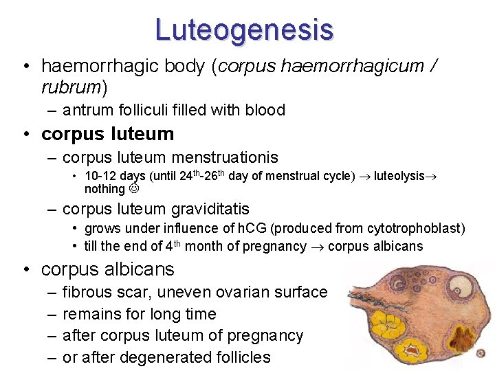 Luteogenesis • haemorrhagic body (corpus haemorrhagicum / rubrum) – antrum folliculi filled with blood
