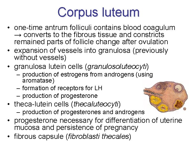 Corpus luteum • one-time antrum folliculi contains blood coagulum → converts to the fibrous