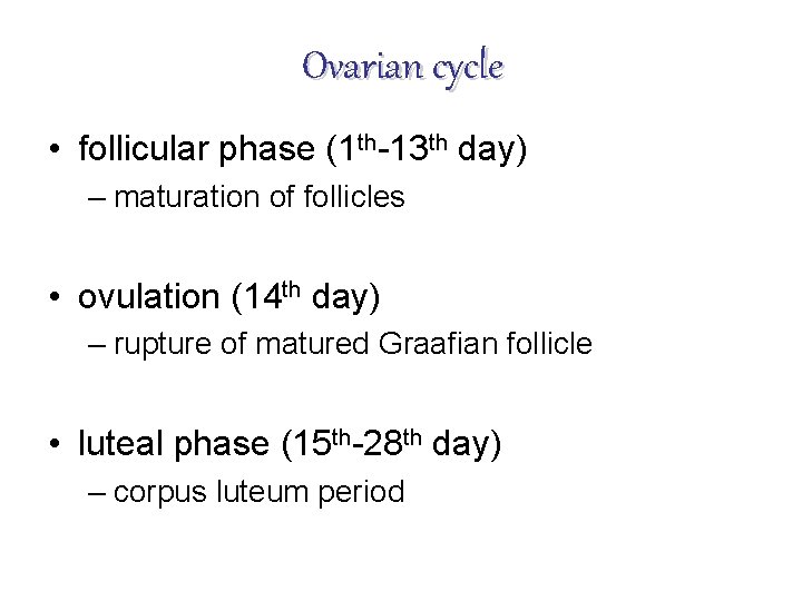 Ovarian cycle • follicular phase (1 th-13 th day) – maturation of follicles •