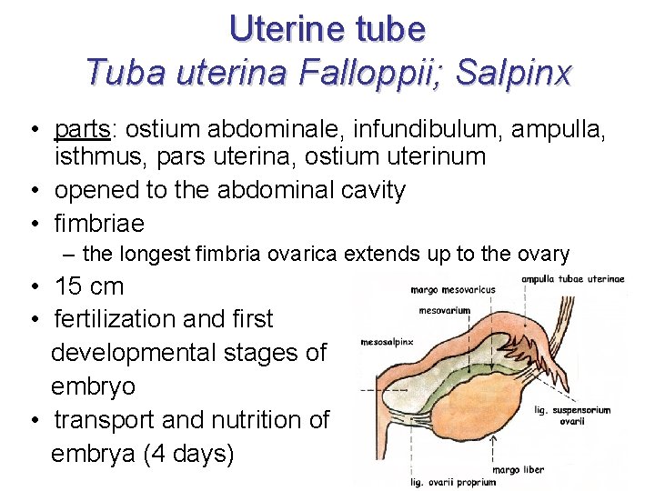 Uterine tube Tuba uterina Falloppii; Salpinx • parts: ostium abdominale, infundibulum, ampulla, isthmus, pars