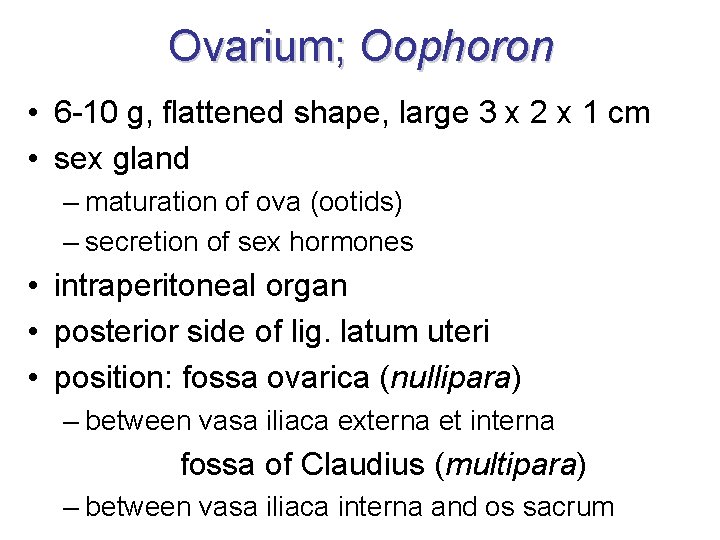 Ovarium; Oophoron • 6 -10 g, flattened shape, large 3 x 2 x 1