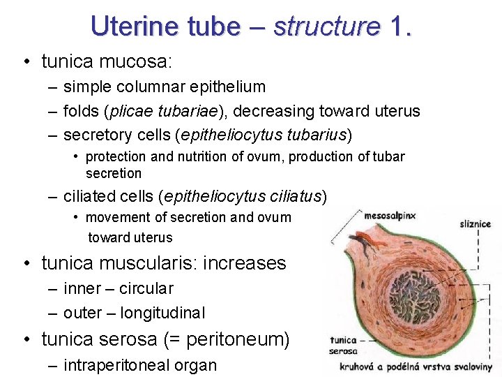 Uterine tube – structure 1. • tunica mucosa: – simple columnar epithelium – folds