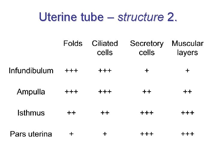 Uterine tube – structure 2. 