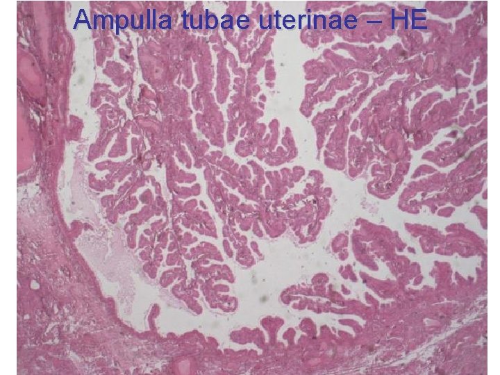 Ampulla tubae uterinae – HE 