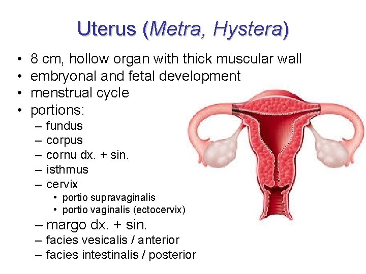 Uterus (Metra, Hystera) • • 8 cm, hollow organ with thick muscular wall embryonal