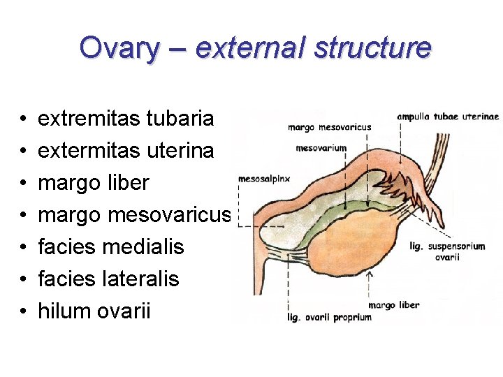 Ovary – external structure • • extremitas tubaria extermitas uterina margo liber margo mesovaricus