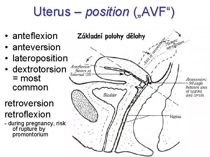 Uterus – position („AVF“) • • anteflexion anteversion lateroposition dextrotorsion = most common retroversion