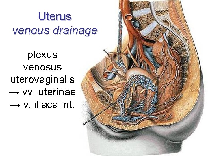 Uterus venous drainage plexus venosus uterovaginalis → vv. uterinae → v. iliaca int. 