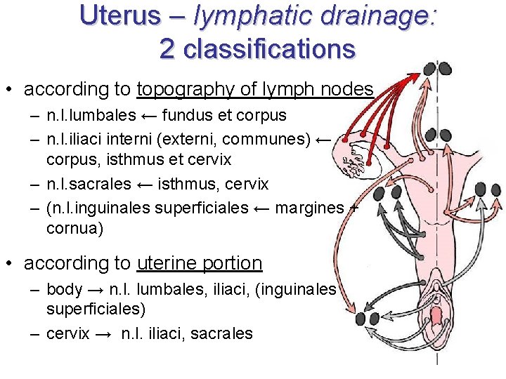 Uterus – lymphatic drainage: 2 classifications • according to topography of lymph nodes –