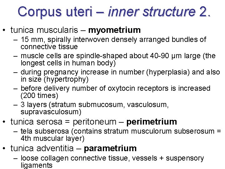 Corpus uteri – inner structure 2. • tunica muscularis – myometrium – 15 mm,