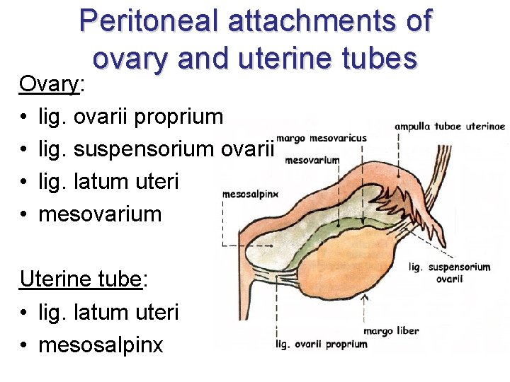 Peritoneal attachments of ovary and uterine tubes Ovary: • lig. ovarii proprium • lig.