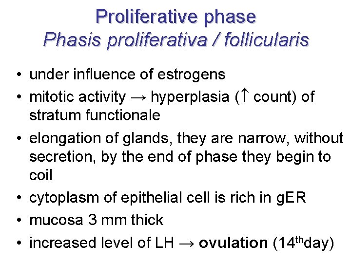 Proliferative phase Phasis proliferativa / follicularis • under influence of estrogens • mitotic activity