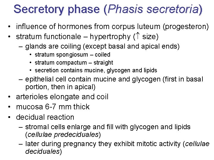 Secretory phase (Phasis secretoria) • influence of hormones from corpus luteum (progesteron) • stratum