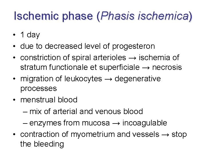 Ischemic phase (Phasis ischemica) • 1 day • due to decreased level of progesteron