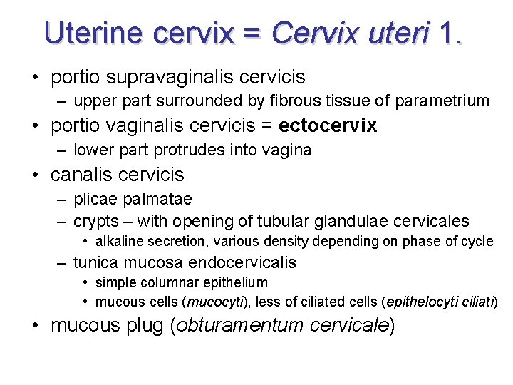 Uterine cervix = Cervix uteri 1. • portio supravaginalis cervicis – upper part surrounded