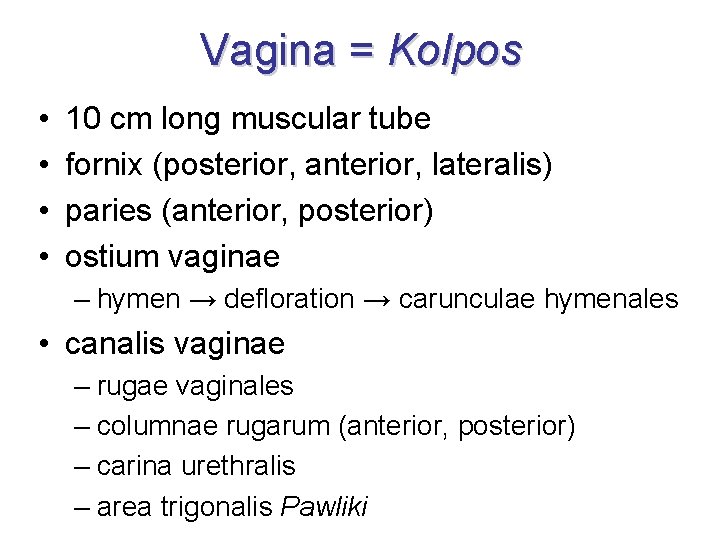 Vagina = Kolpos • • 10 cm long muscular tube fornix (posterior, anterior, lateralis)