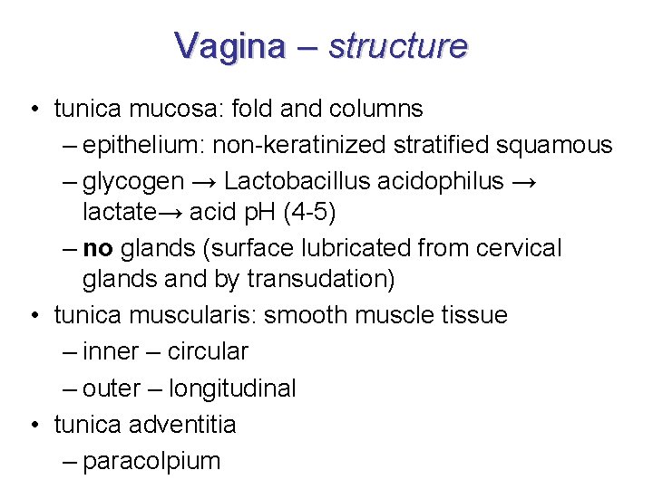 Vagina – structure • tunica mucosa: fold and columns – epithelium: non-keratinized stratified squamous