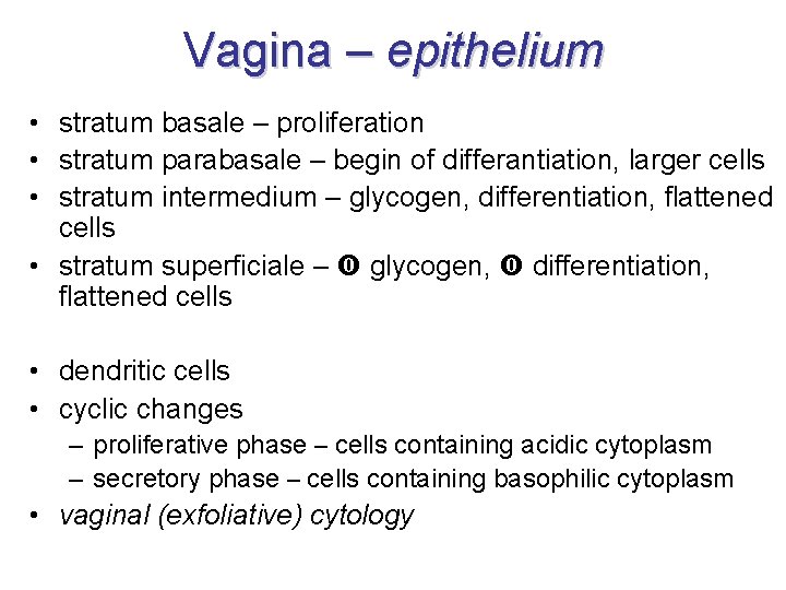 Vagina – epithelium • stratum basale – proliferation • stratum parabasale – begin of