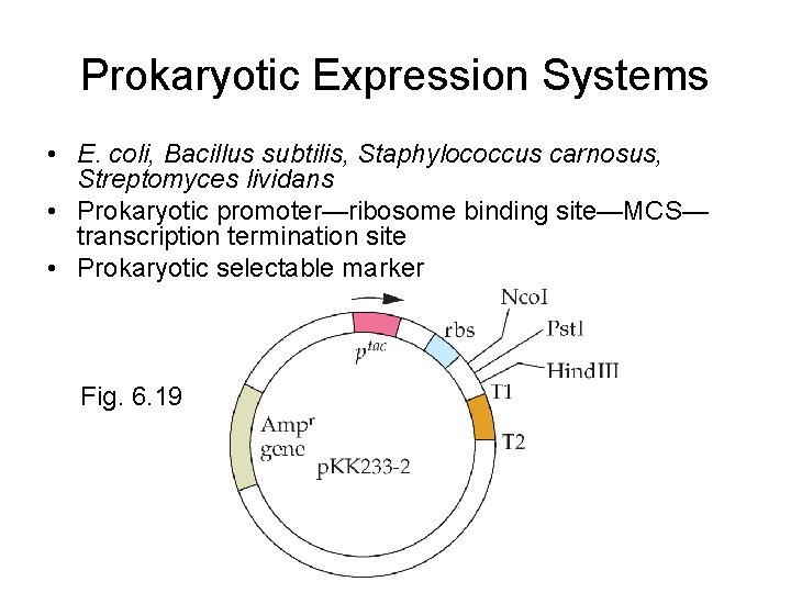 Prokaryotic Expression Systems • E. coli, Bacillus subtilis, Staphylococcus carnosus, Streptomyces lividans • Prokaryotic