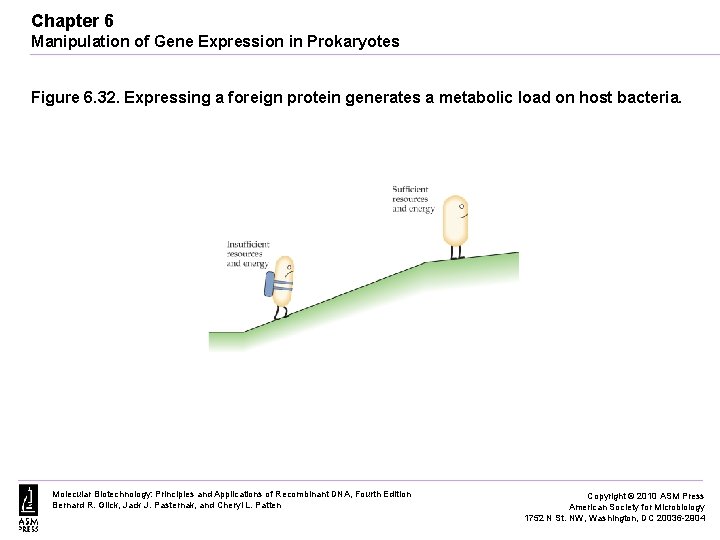 Chapter 6 Manipulation of Gene Expression in Prokaryotes Figure 6. 32. Expressing a foreign