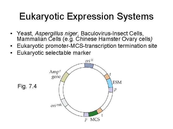 Eukaryotic Expression Systems • Yeast, Aspergillus niger, Baculovirus-Insect Cells, Mammalian Cells (e. g. Chinese