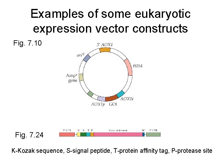 Examples of some eukaryotic expression vector constructs Fig. 7. 10 Fig. 7. 24 K-Kozak