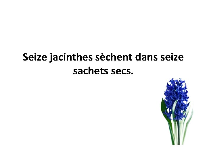 Seize jacinthes sèchent dans seize sachets secs. 