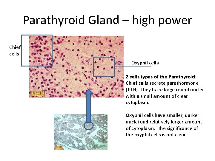 Parathyroid Gland – high power Chief cells Oxyphil cells 2 cells types of the