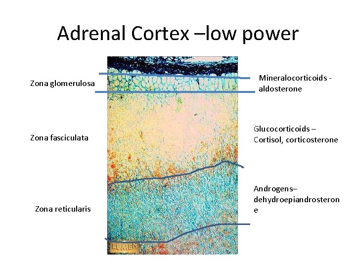 Adrenal Cortex –low power Zona glomerulosa Mineralocorticoids - aldosterone Zona fasciculata Glucocorticoids – Cortisol,